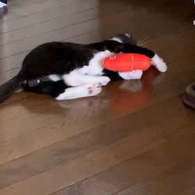 里親さんからお便りの画像