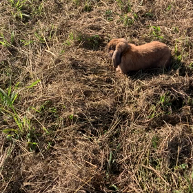 逃げるワイ 　追うウサギの画像