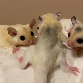 フクロモモンガの幼稚園✨の画像