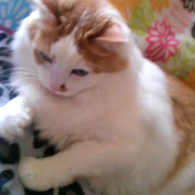 2015/10/12 秋晴れの画像