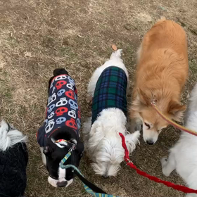 2月4日12わんこと2時間遠足　　代々木公園の画像