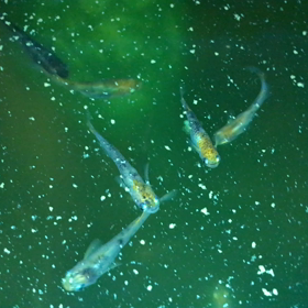 三色選別しました。の画像