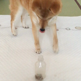 今日のけんとの画像