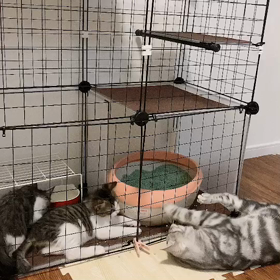 大学猫の幸夢得保育日記　ゆめえる正式譲渡への画像