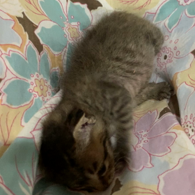 左脳欠損のルカ君 4の画 像