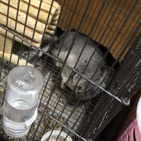 俊敏 (゜д゜)三の画像