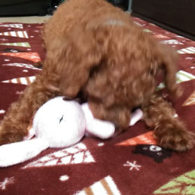 フラン　うさぎのおもちゃの画像