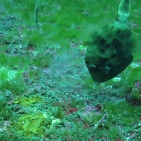 沈没船探検の画像