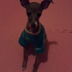 今日のリリーの画像