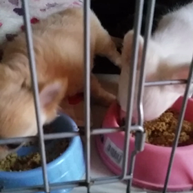 チビッ子お泊まりの画像