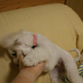 戦うリルの画像