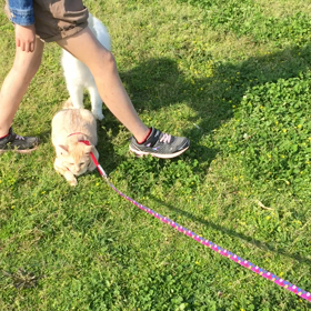 河川敷散歩の画像