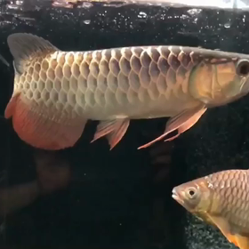 ブキメラワイルドF2お買い上げ！！の画像