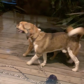 人懐っこい❣️の画像