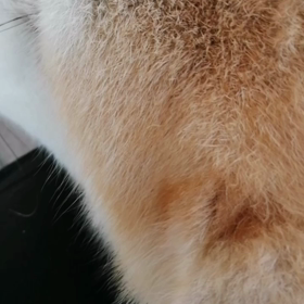 飼い主清水の舞台から飛び降りるつもりで、高額の新ハーネス購入。さすがにフィット感は抜群❗右手首をの画像