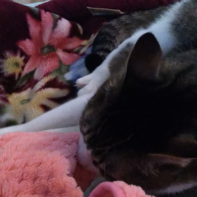 ふみふみの画像