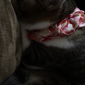 今日みたいな寒い日はの画像