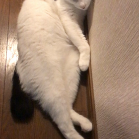 マーメイドさぶちゃんの画像