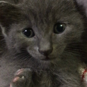 俺、親猫になる 44の画像