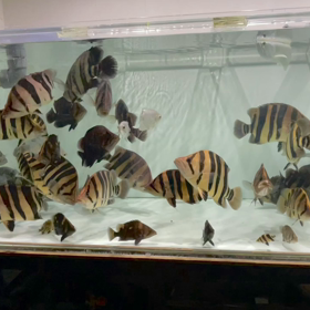 中国のお客様！ダトニオ全部ご成約の画像