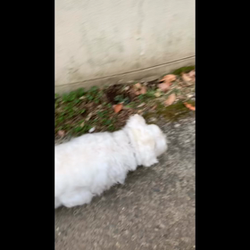 阿蘇大市館　自由に散策①の画像