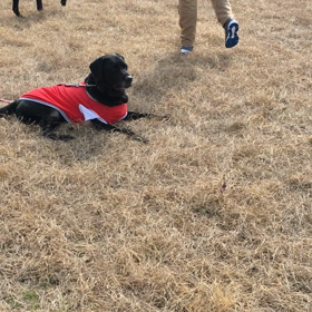 お江戸となにわでプチラブパラの画像