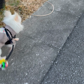 こちらですの画像