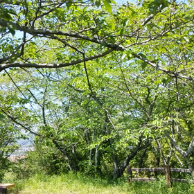 風景の画像