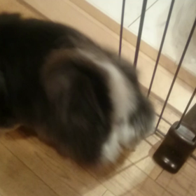 ごはんごはんの画像