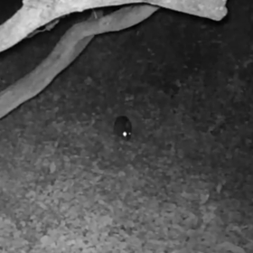 すぎぴたんの事件簿シーズン3　406話（うさぎ₍ᐢ｡•༝•｡ᐢ₎ 　何見て跳ねる？）の画像