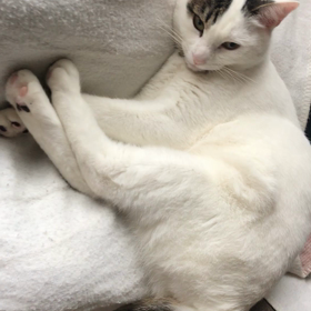 今日のテンの画像