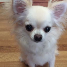 祇園祭りの画像