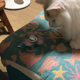 シロちゃんとハンドスピナーの画像