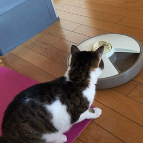 自動餌やり機をデールが破壊しつつある。の画像