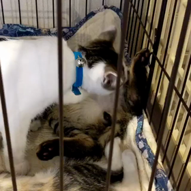 まったり三兄妹の画像