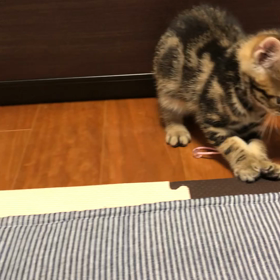 ひとり遊びの画像