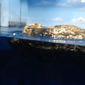 ラッコ動画４の画像