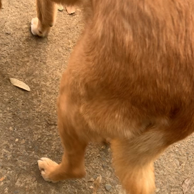 猫の日だけど……の画像