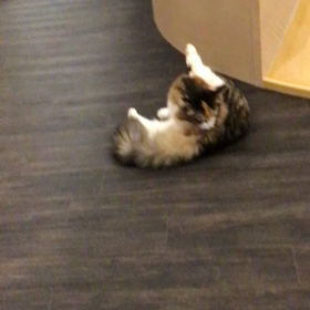 くつろぐ猫さんの画像