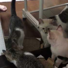 鏡の中の自分に戸惑う仔猫達の画像