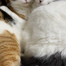 耳かき要らずの画像