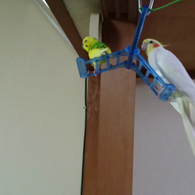 ブランブラン(^^)／＼(^^)の画像