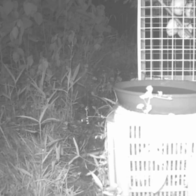 すぎぴたんの事件簿　シーズン２　２６９話（何してんのネコ！）の画像