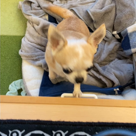 ご飯ですよ〜！の画像