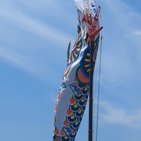 鯉のぼりの画像