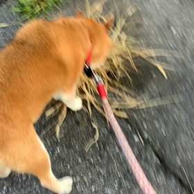 朝の散歩の画像