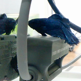 ヒーターの上でまったりベリーくんの画像