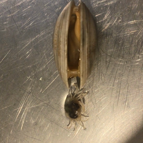 アサリからカニ‼️の画像