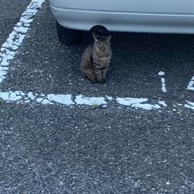 返事をするネコの画像