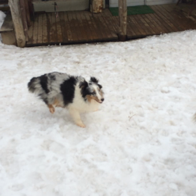 猛獣たちの画像